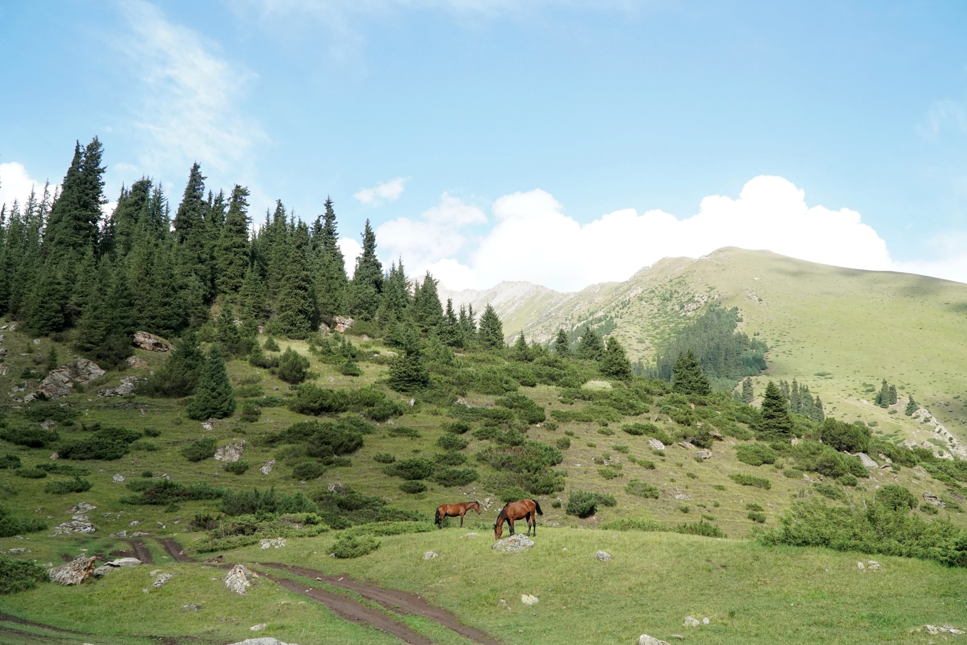 Horses grazing beside a valley track at Altyn Arashan.