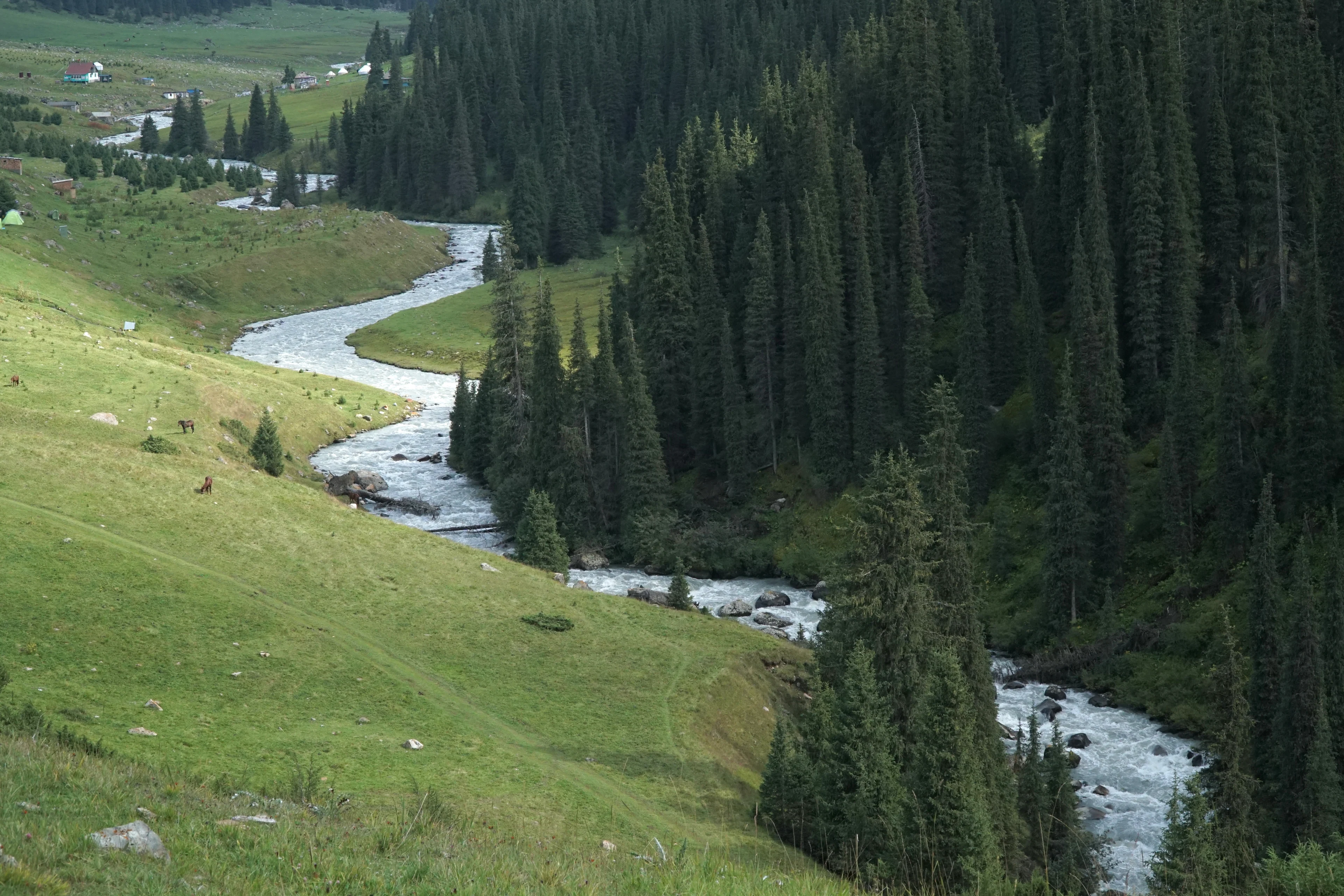 The Arashan River curves through forest and meadow in Altyn Arashan.