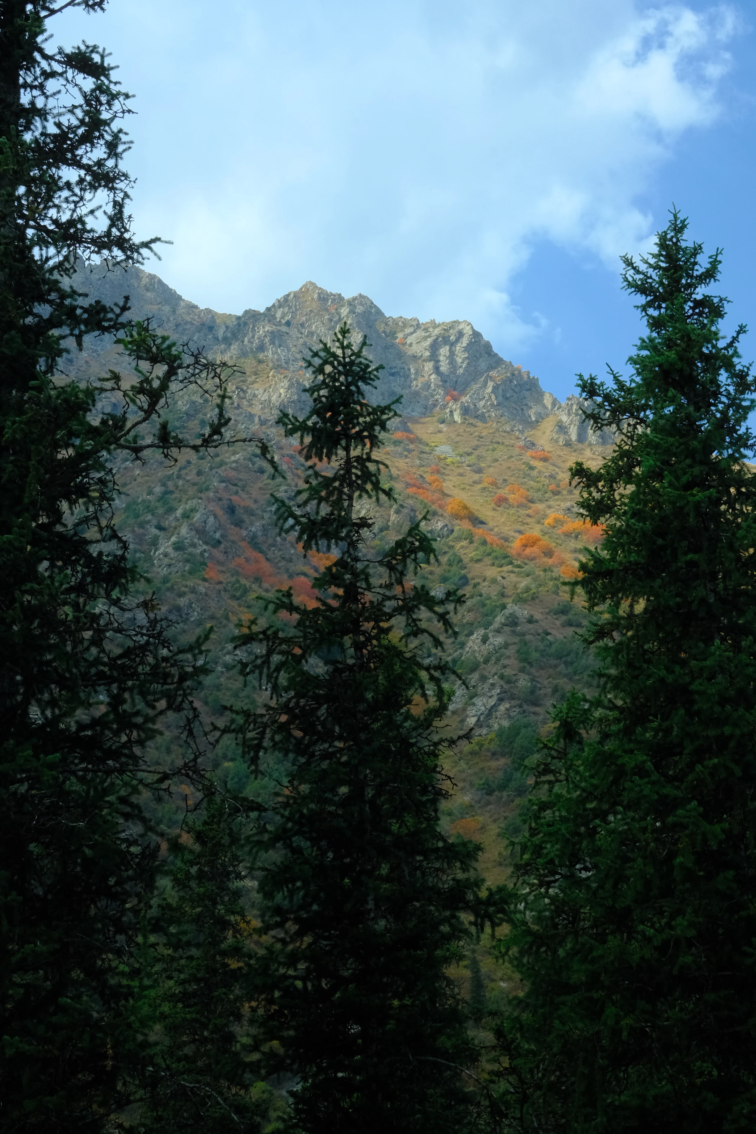 Conifers framing the rocky slopes of Ala-Archa.