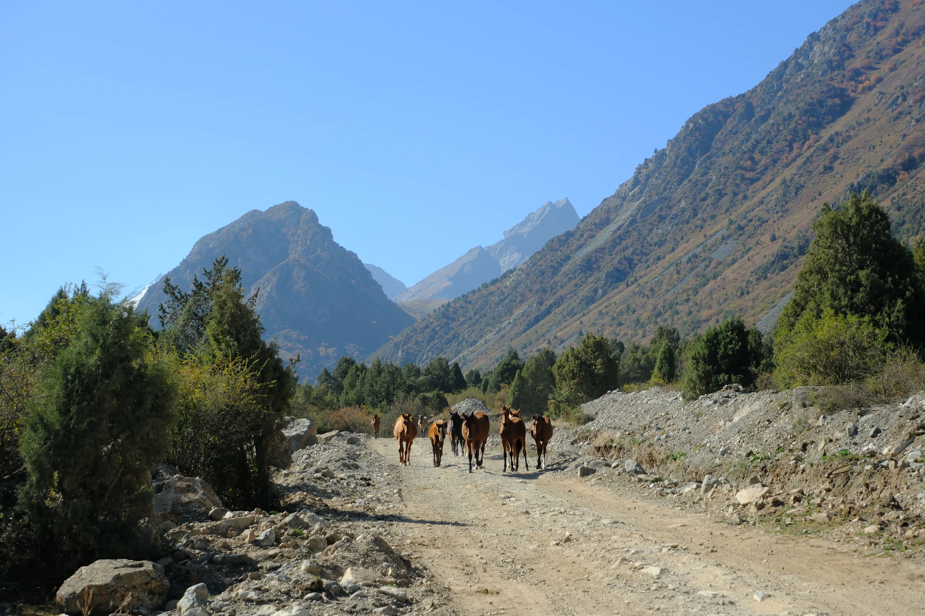 Horses walking along a mountain track in Alamedin Ravine.