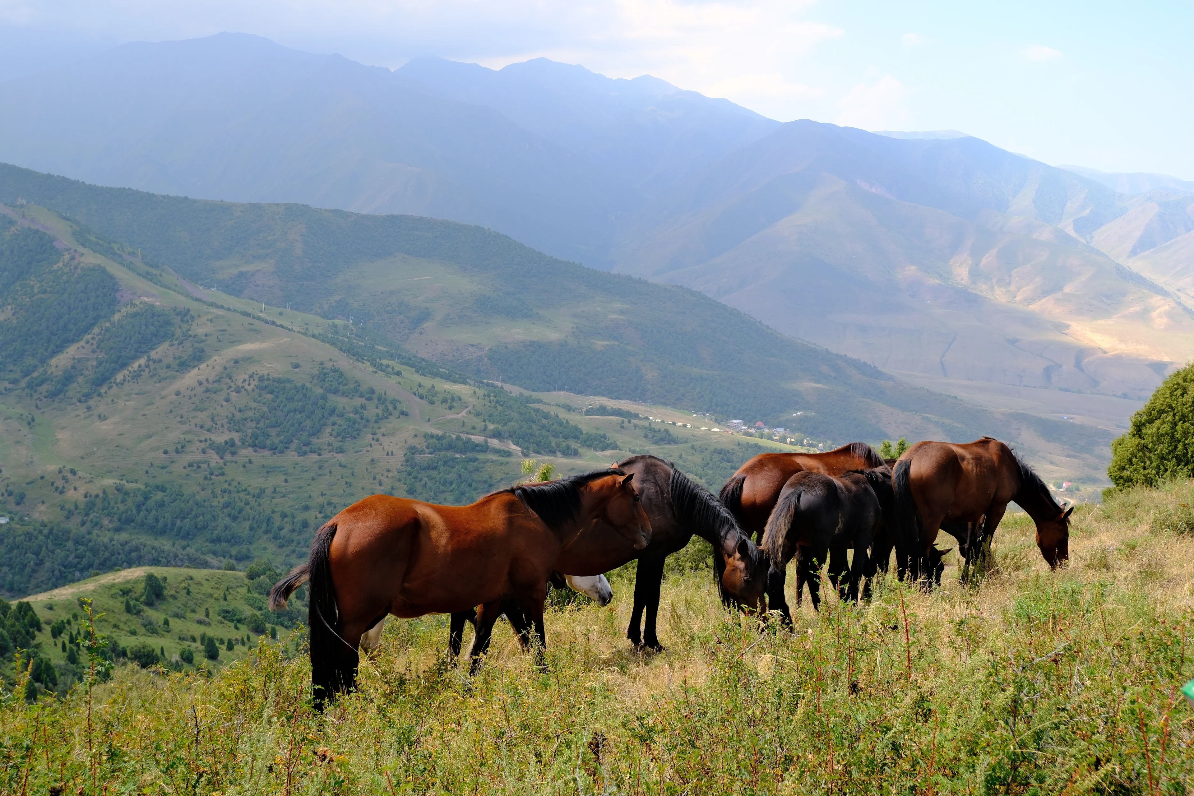 Horses grazing on a hillside above Alamedin Ravine.