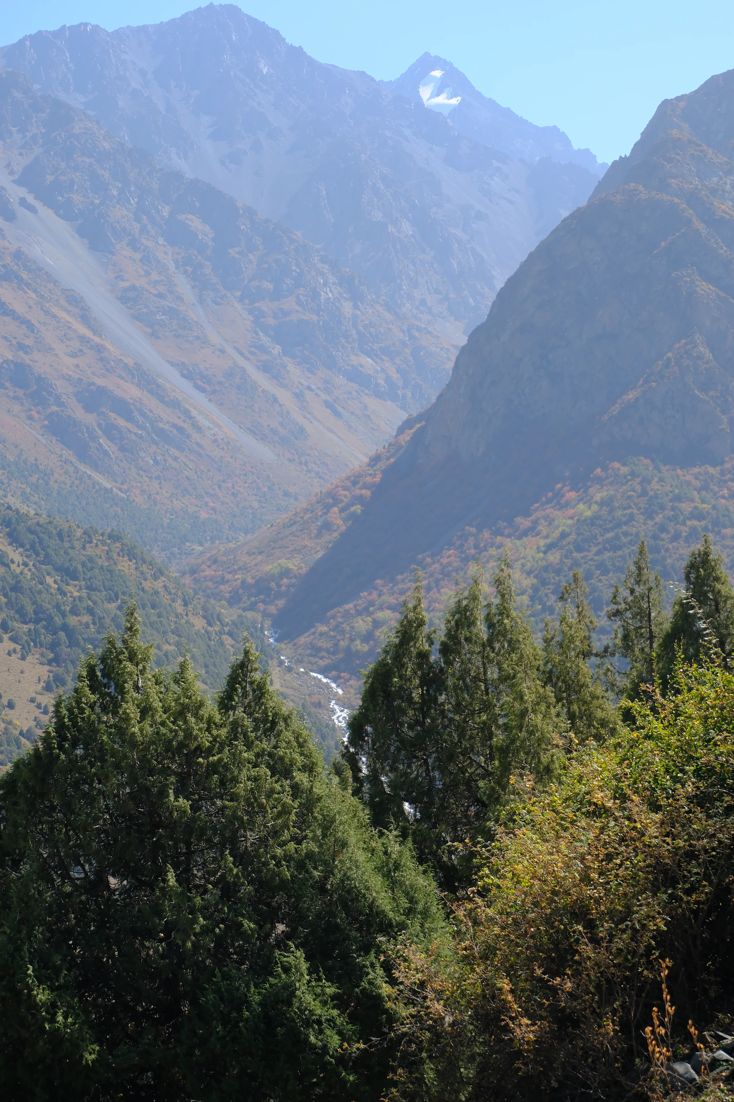 Wooded slopes and mountain ridges in Alamedin Ravine.