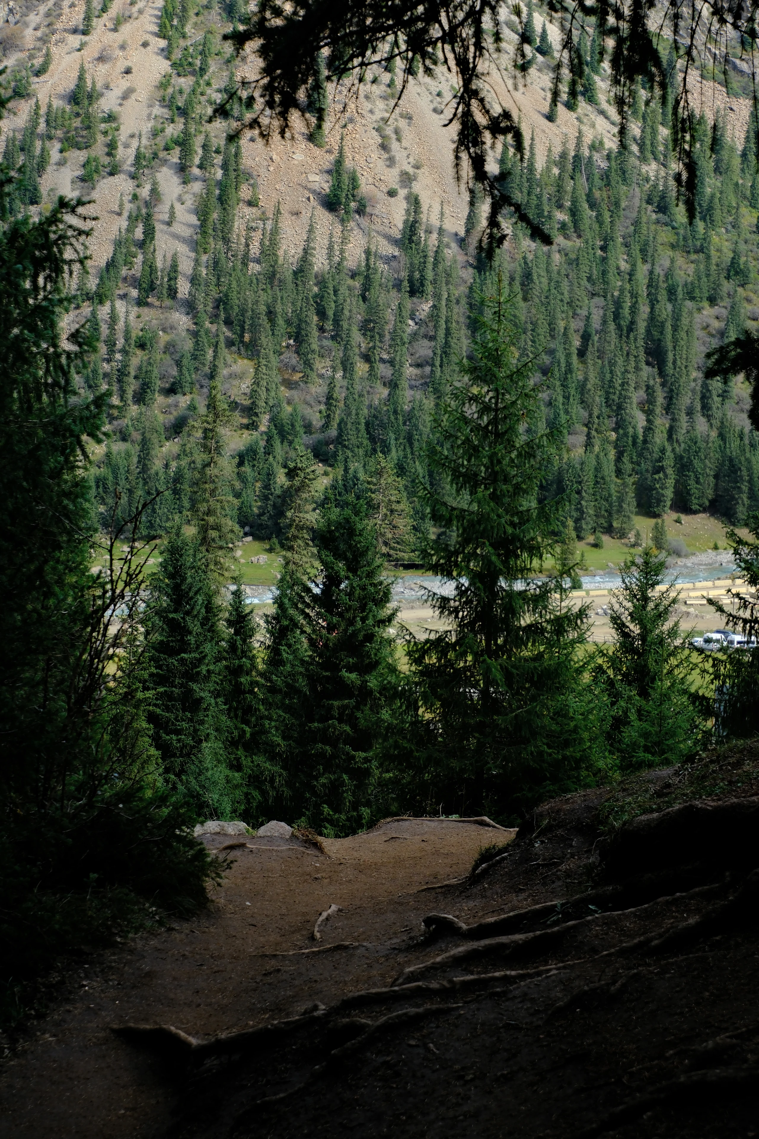 Forest and river glimpsed through the trees in Boom Gorge.