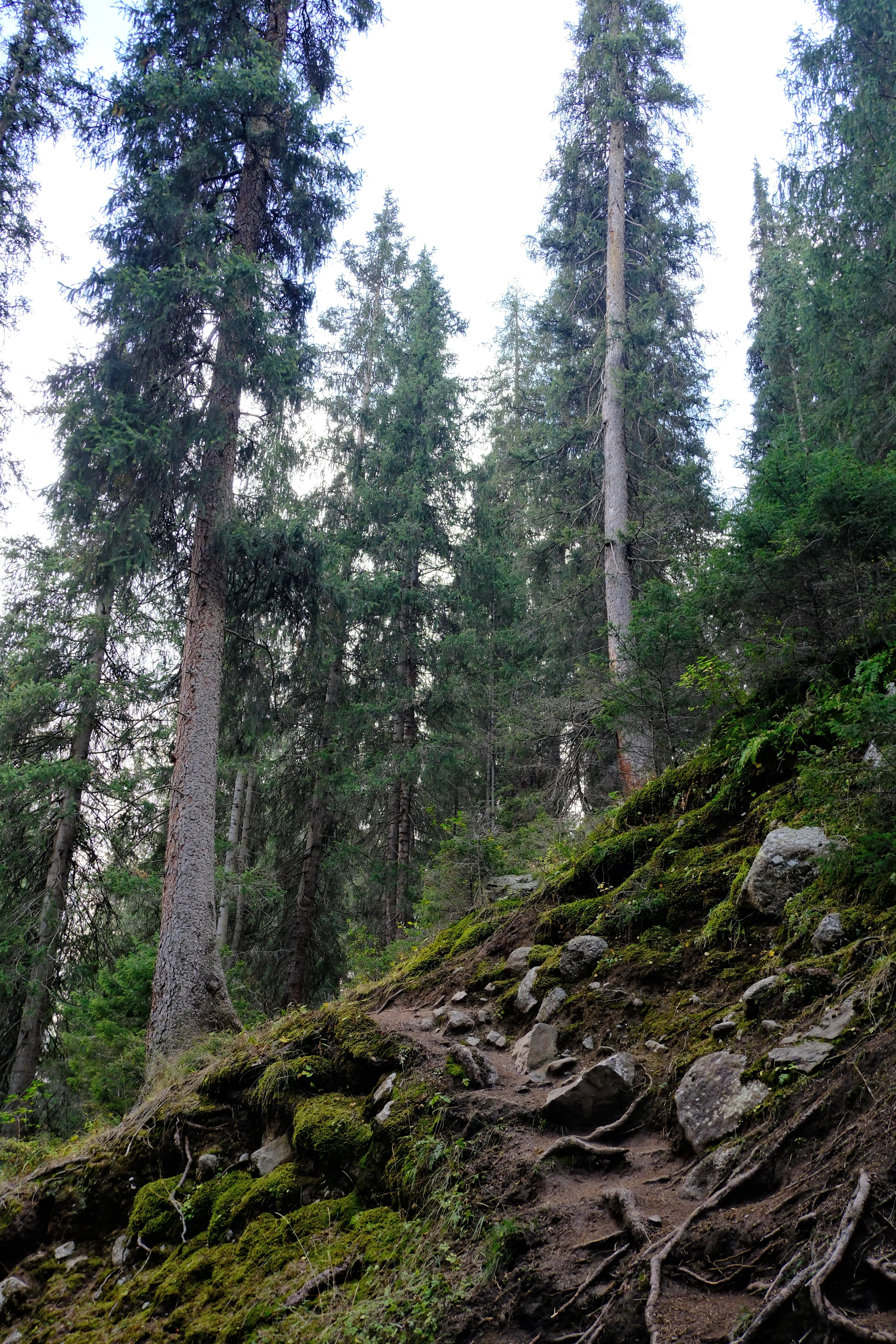 A shaded woodland trail in Boom Gorge.