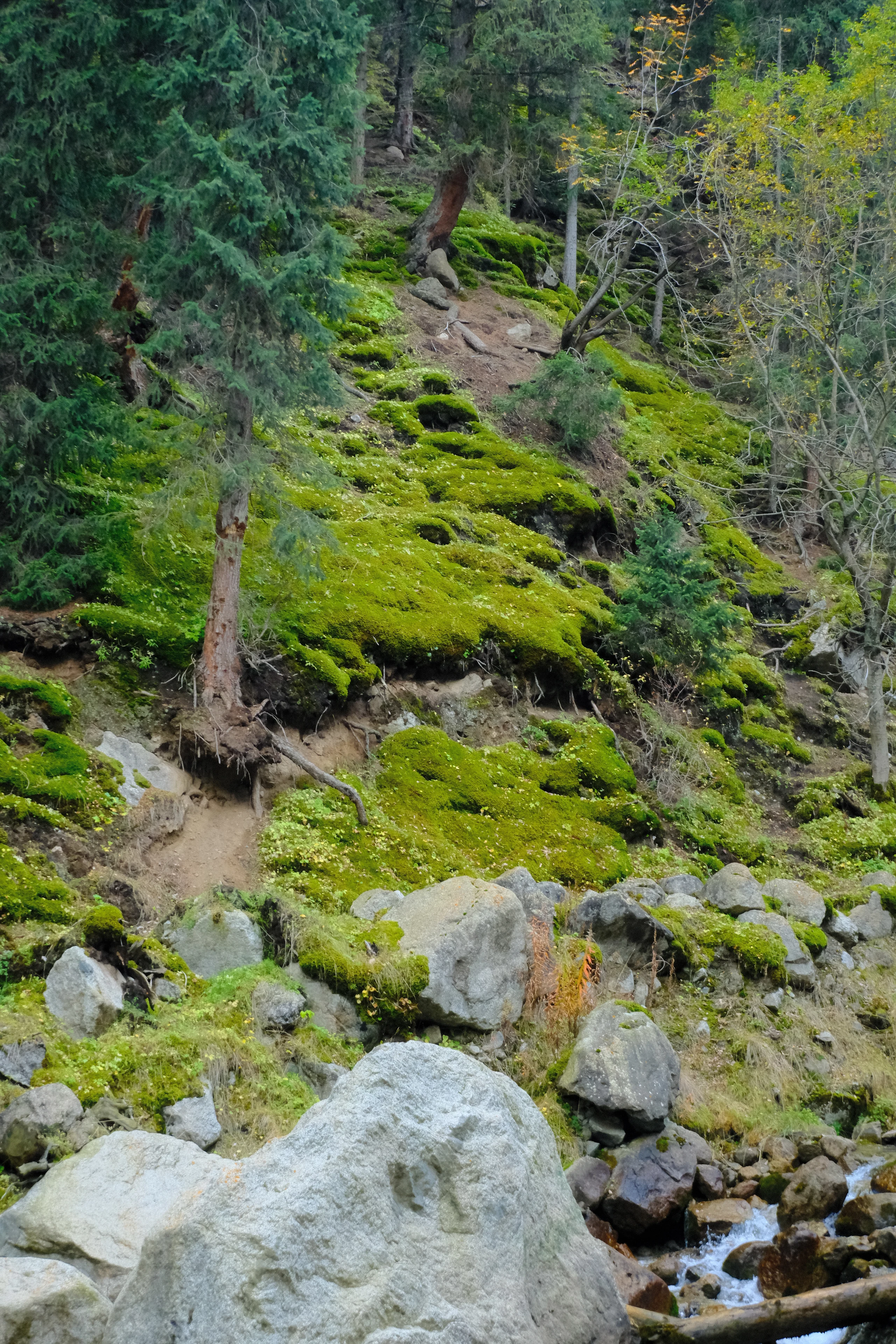 Moss-covered rocks and a shaded path beside the stream in Boom Gorge.