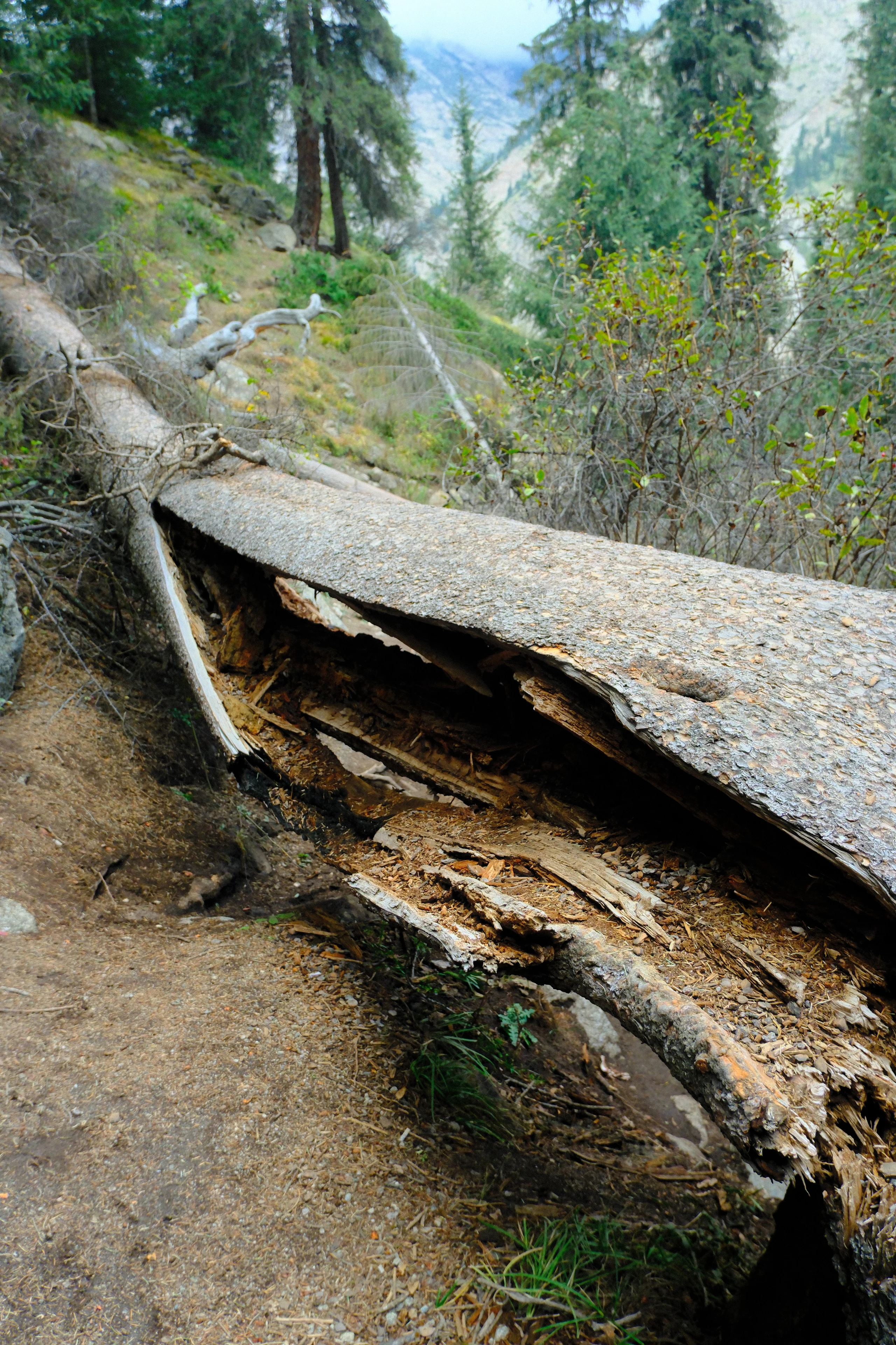 Tree roots and fallen timber along a trail in Boom Gorge.