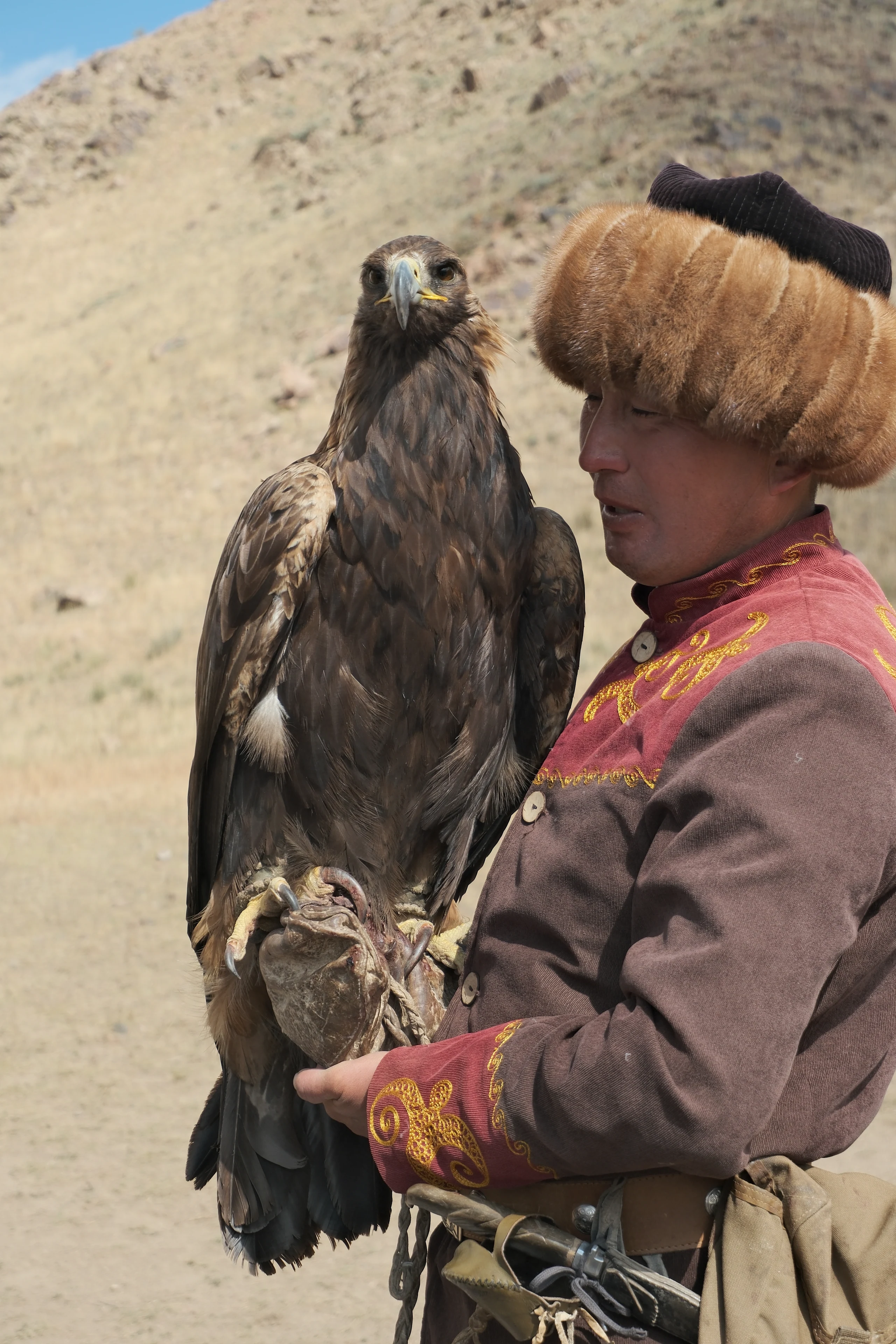 A close view of a golden eagle and its handler.