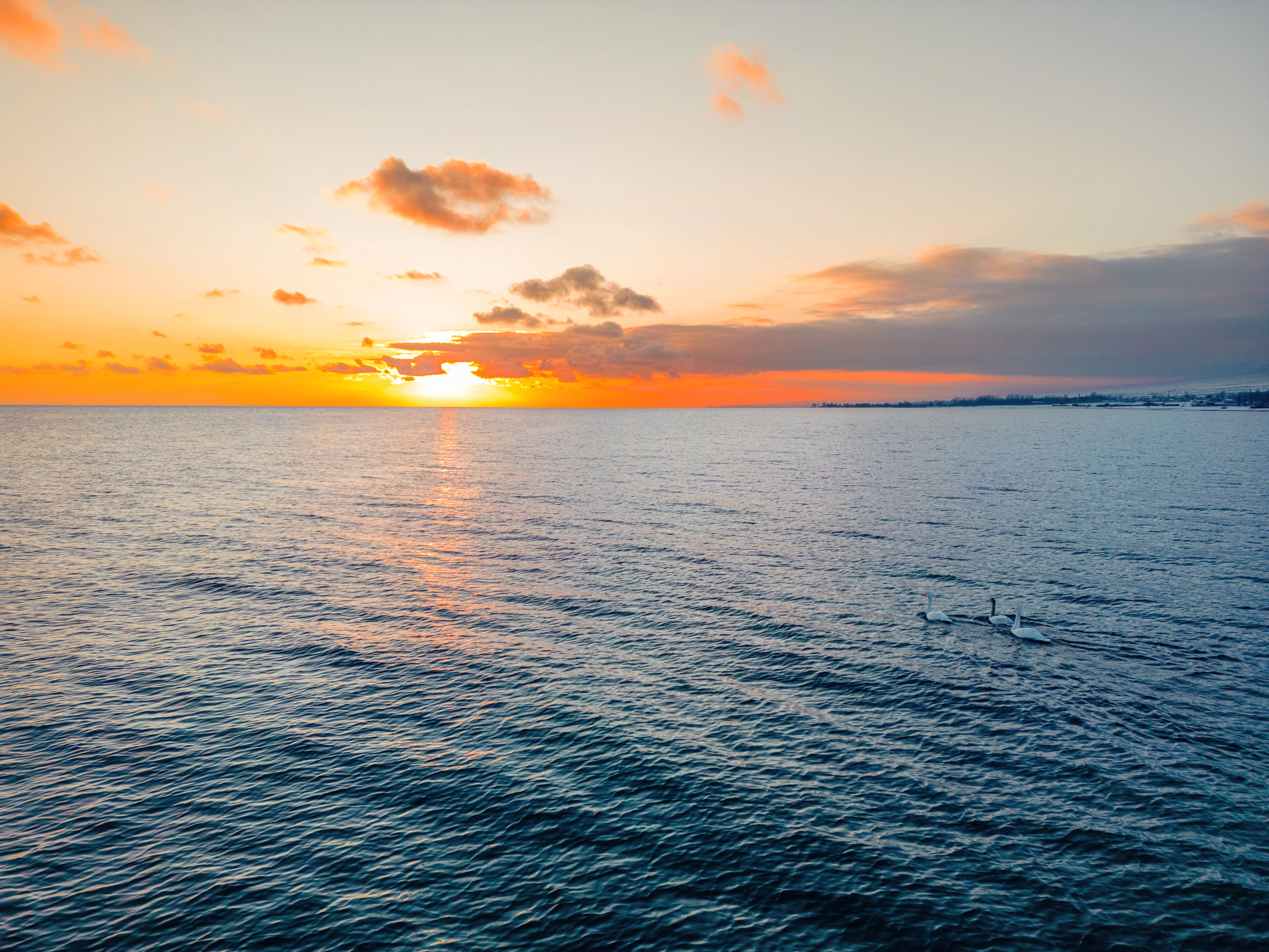 Swans on the calm waters of Issyk-Kul beneath a glowing sunset at Cholpon-Ata.