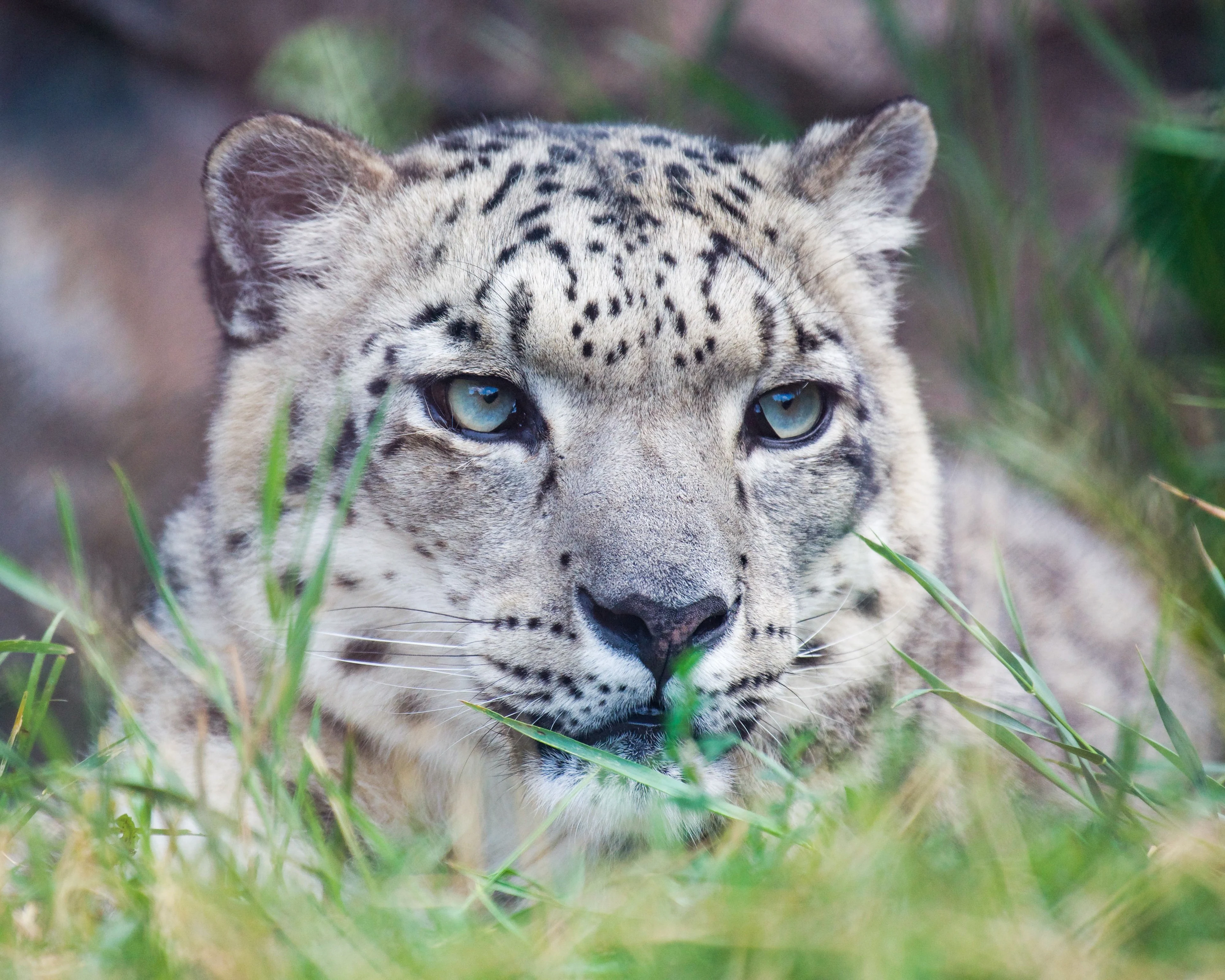 Close-up portrait of a snow leopard resting in grass.