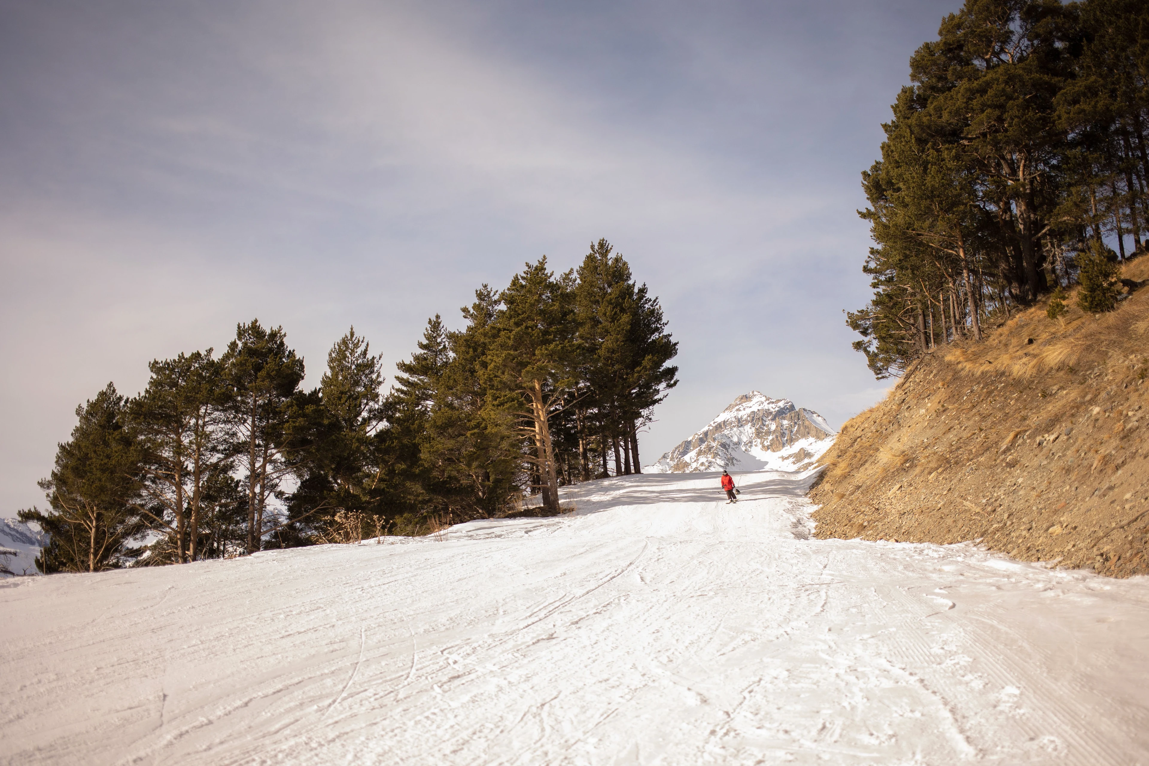A winter sports rider descending a snowy slope between pine trees.